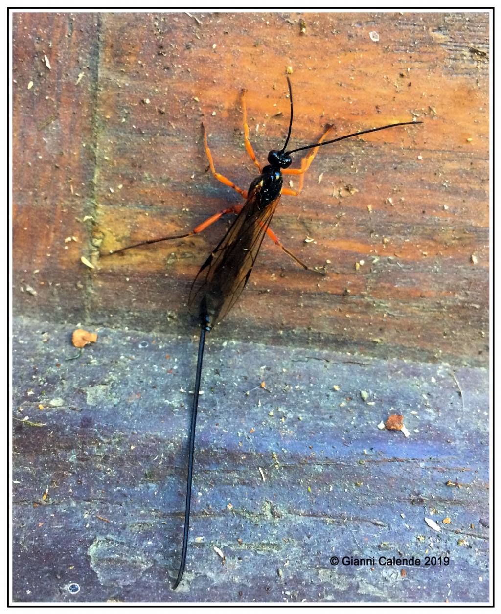 Ichneumonidae Pimplinae, femmina:  cfr. Dolichomitus sp.
